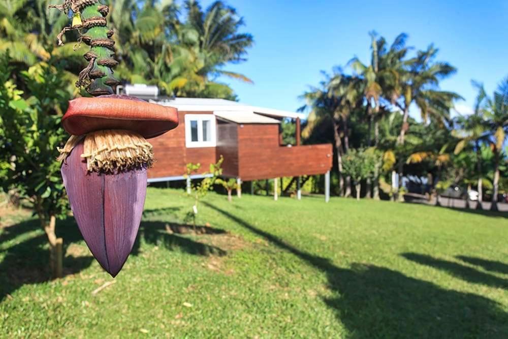 L'Escapade Creole Jacuzzi Privatif Bungalow Ananas Saint-Joseph Esterno foto